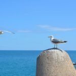 المحتجون بالحسيمة يستعدون للحوار والبام يرغب في إنجاحه 5 المحتجون بالحسيمة يستعدون للحوار والبام يرغب في إنجاحه