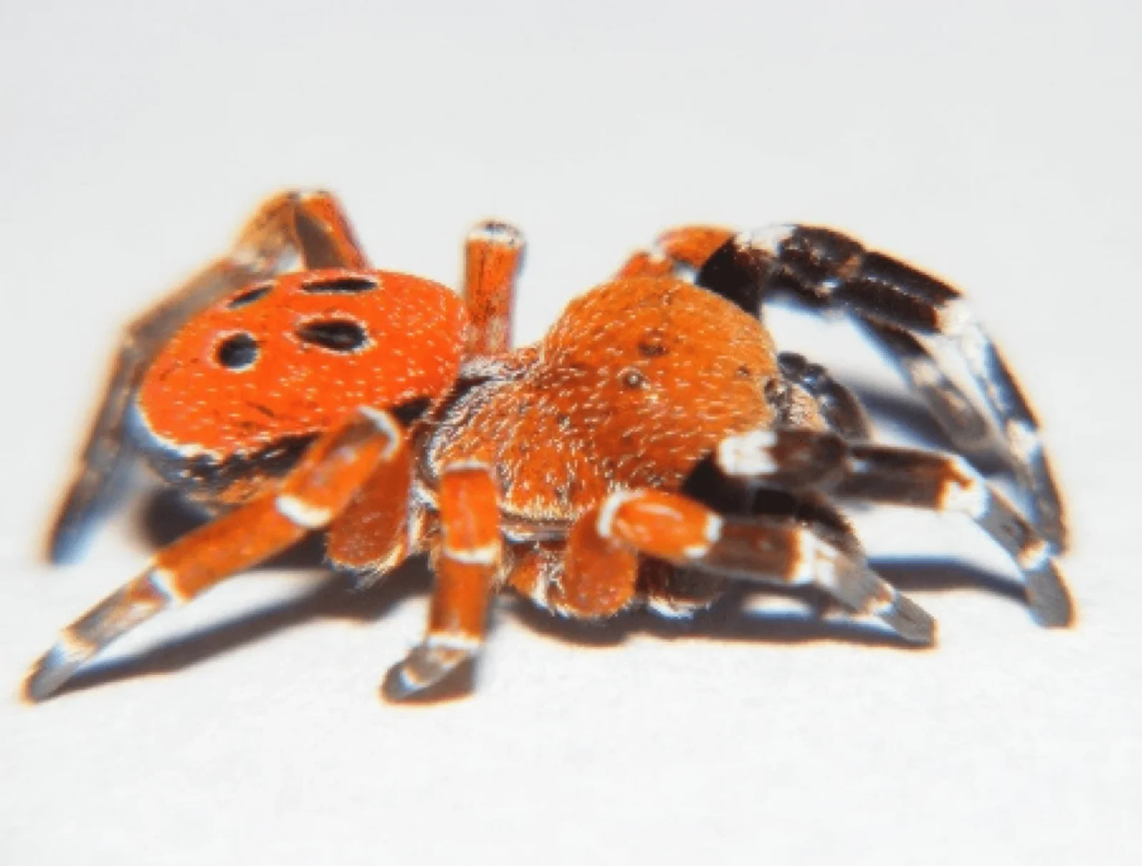 Araignée coccinelle Eresus rubrocephalus avec son céphalothorax entièrement rouge.