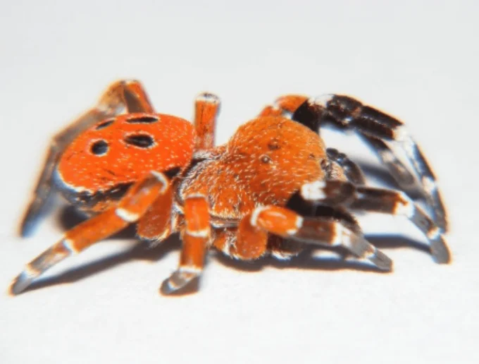 Araignée coccinelle Eresus rubrocephalus avec son céphalothorax entièrement rouge.