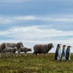 لقاء غير متوقع بين البطاريق