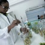 Texte Alt : "Changement climatique et sécurité alimentaire"