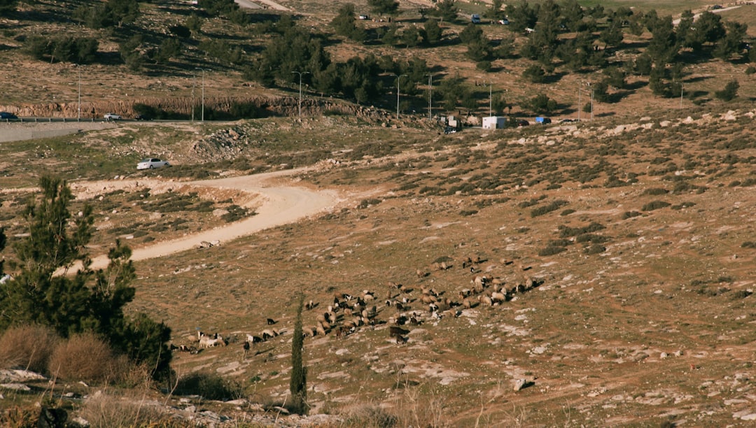 الجيش اللبناني