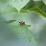 النمل الناري الأحمر