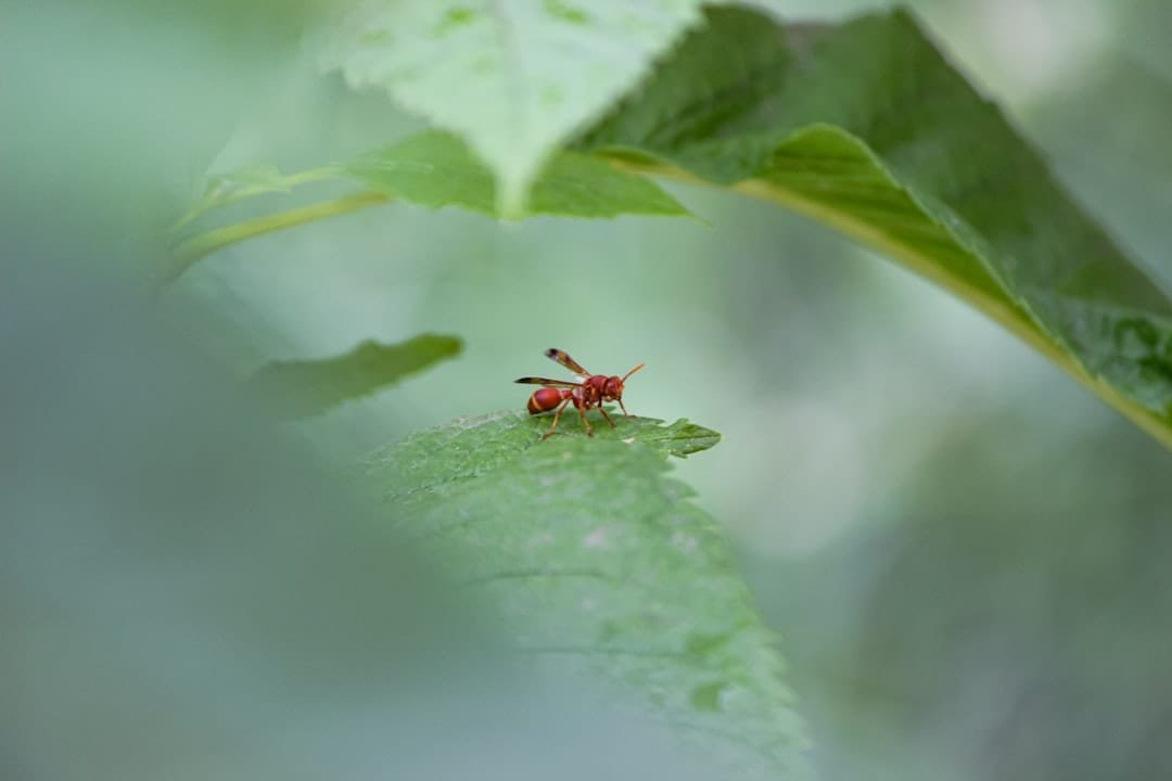 النمل الناري الأحمر