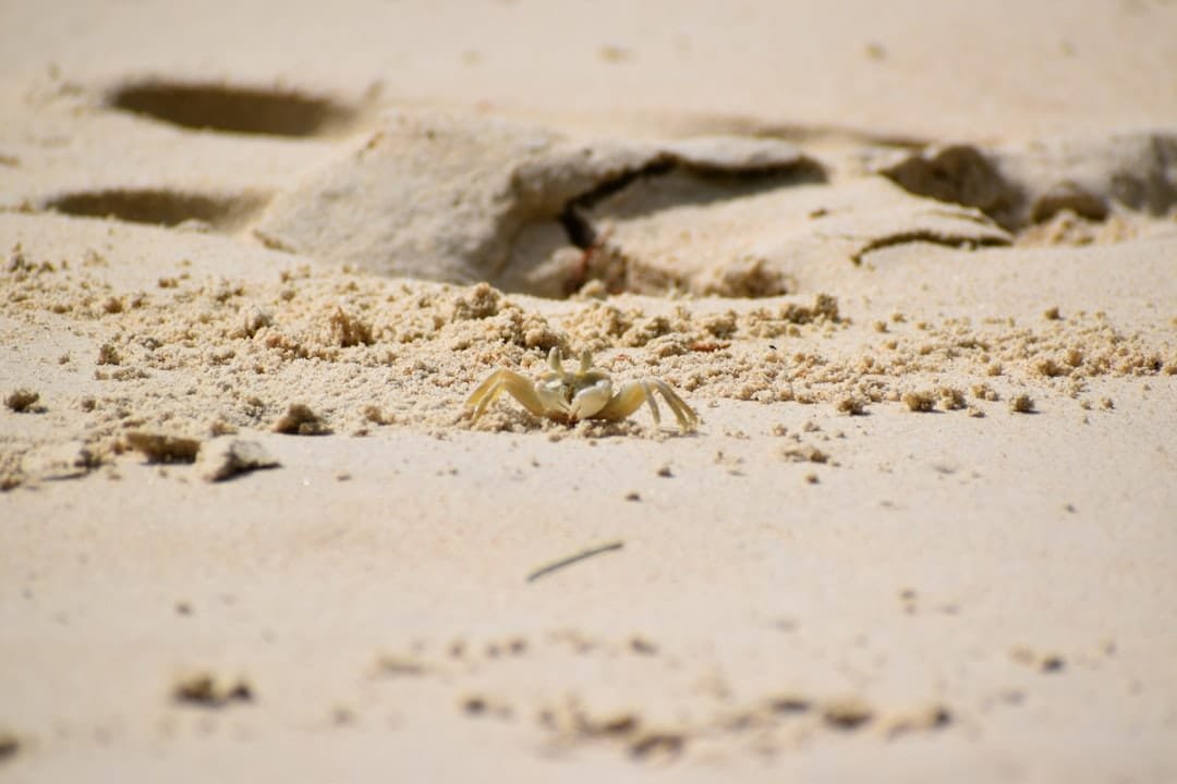 تهريب الرمال