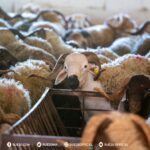 صورة لماشية في مزرعة فلاحية