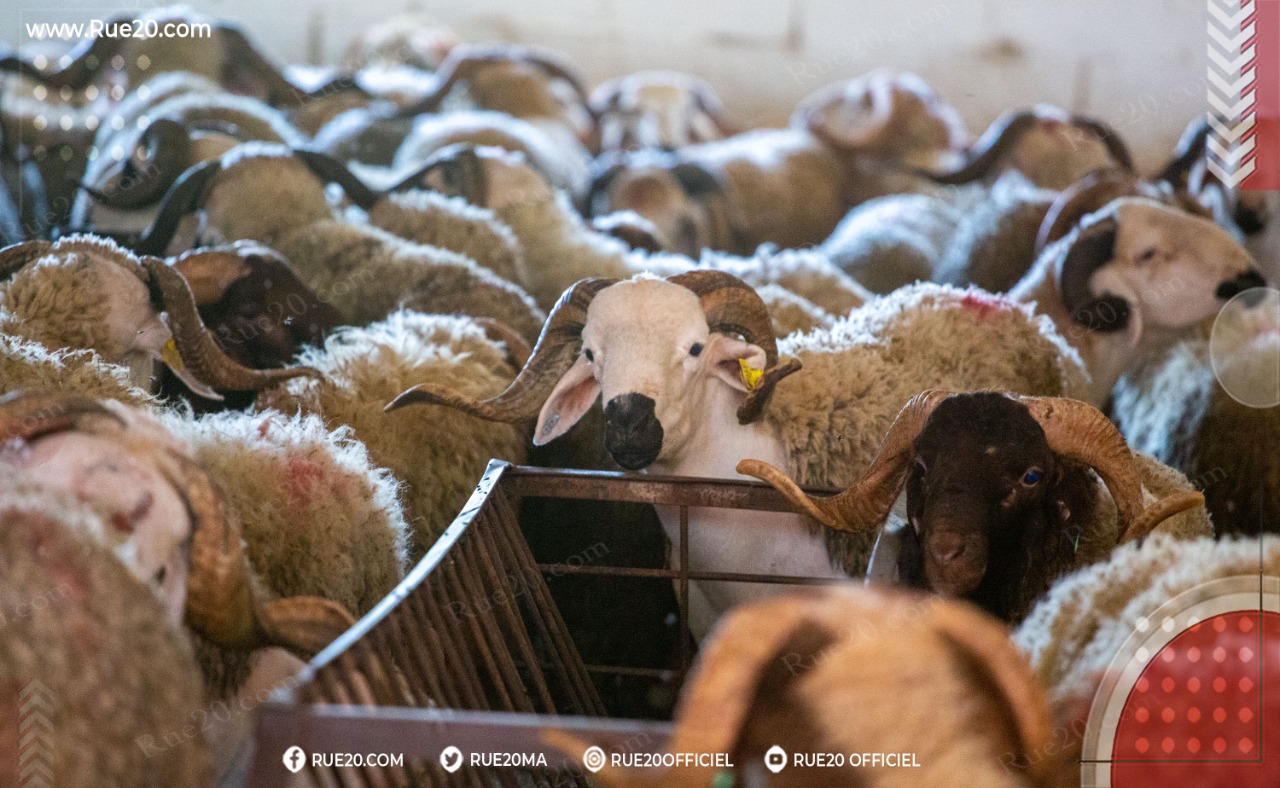 صورة لماشية في مزرعة فلاحية