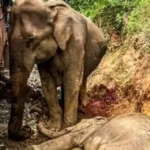 صورة لقطار يصطدم بقطيع أفيال في شمال شرق الهند.