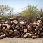 صورة لأسر جبلية تجمع حطب التدفئة في فصل الشتاء.