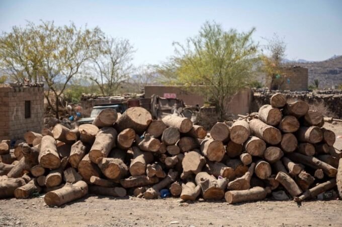 صورة لأسر جبلية تجمع حطب التدفئة في فصل الشتاء.