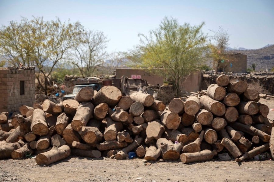 صورة لأسر جبلية تجمع حطب التدفئة في فصل الشتاء.