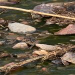 صورة شاطئ "سيدي الوافي" قبل التلوث.