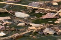 صورة شاطئ "سيدي الوافي" قبل التلوث.