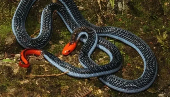 صورة لحيوان مريض.