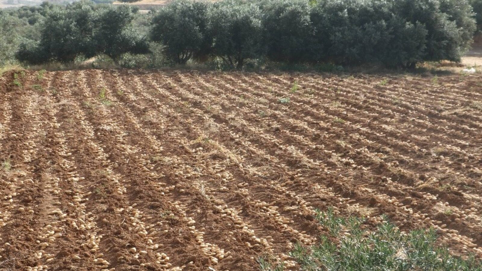 صورة للمبنى الرئيسي لديوان المحاسبة في عمان.