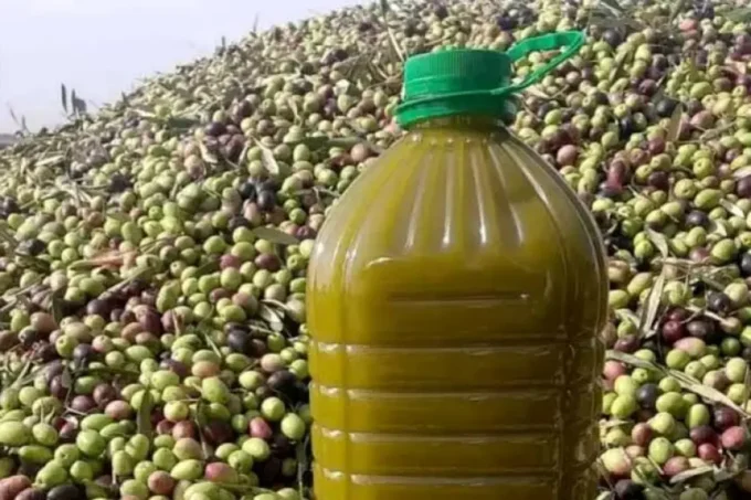 صورة لزيت الزيتون.