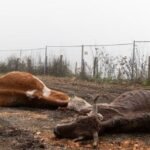 Vaches mortes sur une exploitation en Haute-Garonne.