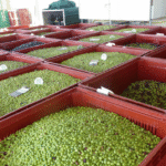 La production d'olives en Maroc
