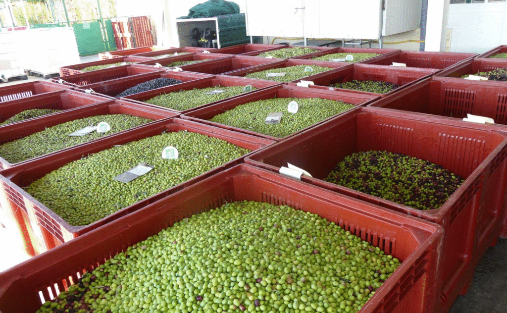 La production d'olives en Maroc