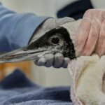Maine loon population on the rise