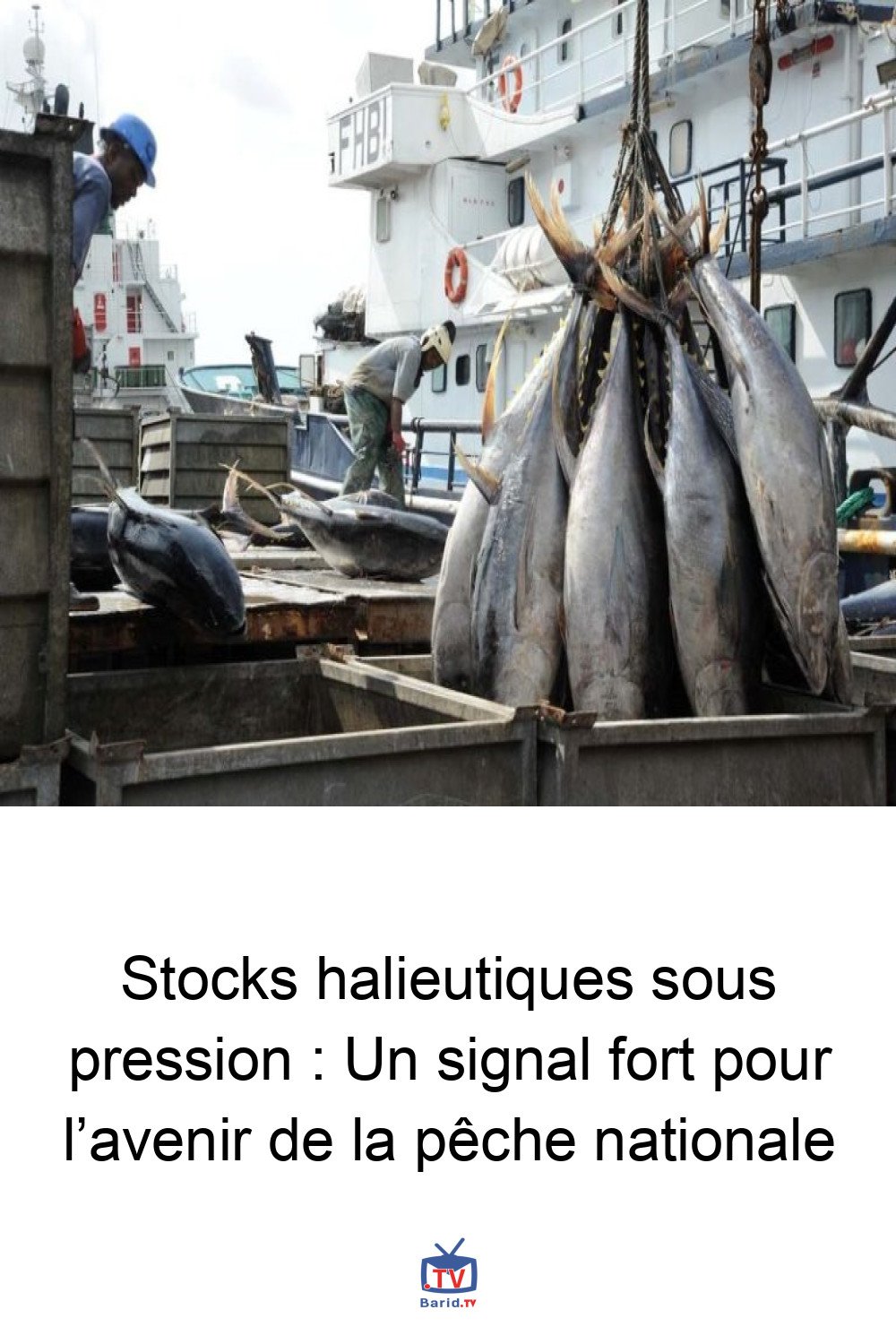 Stocks halieutiques sous pression : Un signal fort pour l’avenir de la pêche nationale 4 Pinterest Hidden