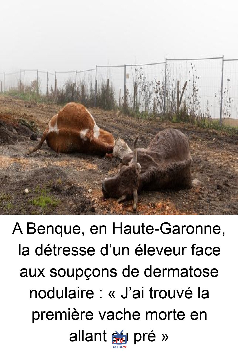 A Benque, en Haute-Garonne, la détresse d’un éleveur face aux soupçons de dermatose nodulaire : « J’ai trouvé la première vache morte en allant au pré » 4 Pinterest Hidden