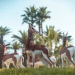 Les animaux du Zoo d'Aïn Sebaâ sont prêts à accueillir les visiteurs.