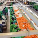 Champ d'agrumes luxuriant au Maroc, symbolisant la croissance et la vitalité de la filière agrumicole.