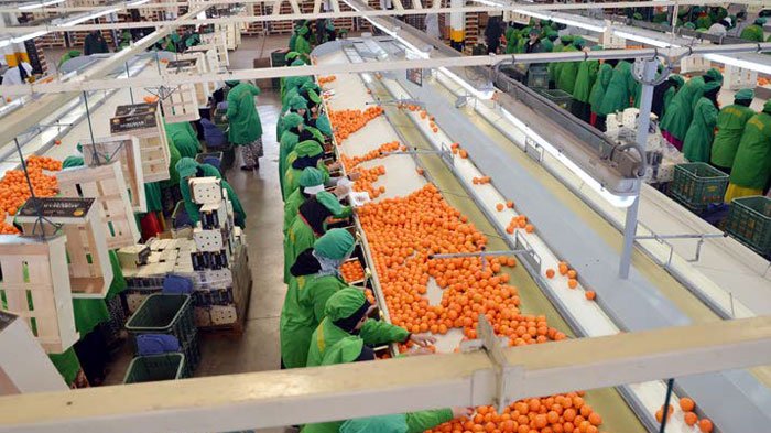 Champ d'agrumes luxuriant au Maroc, symbolisant la croissance et la vitalité de la filière agrumicole.