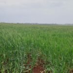 Image principale illustrant la campagne céréalière au Maroc, avec des champs verdoyants après les pluies bénéfiques, symbolisant l'espoir pour une récolte abondante.