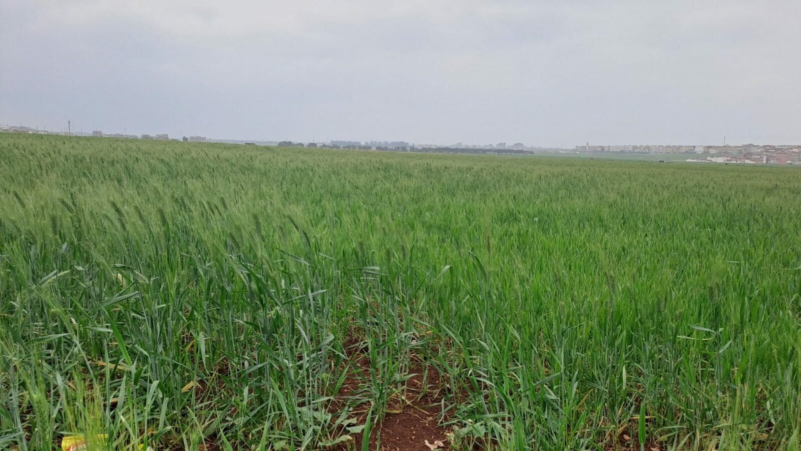 Image principale illustrant la campagne céréalière au Maroc, avec des champs verdoyants après les pluies bénéfiques, symbolisant l'espoir pour une récolte abondante.