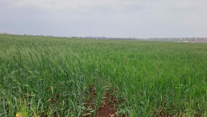 Image principale illustrant la campagne céréalière au Maroc, avec des champs verdoyants après les pluies bénéfiques, symbolisant l'espoir pour une récolte abondante.