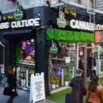 Cannabis Industry on the Cusp: Trump's Rescheduling Order Signals a New Financial Dawn 6 A vibrant cannabis plant, symbolizing the growing and evolving marijuana industry.