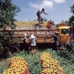 Travailleurs agricoles dans les champs du Souss-Massa, illustrant les défis de l'agriculture intensive et l'exploitation de la main-d'œuvre.