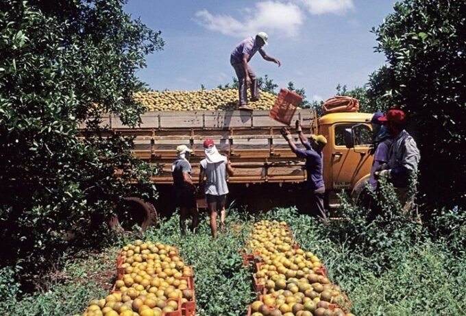 Travailleurs agricoles dans les champs du Souss-Massa, illustrant les défis de l'agriculture intensive et l'exploitation de la main-d'œuvre.