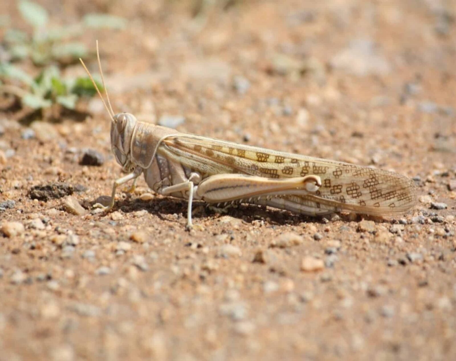 Nuée de criquets pèlerins survolant les paysages désertiques près de Laâyoune, Maroc, avec des équipes de lutte au sol.