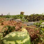 Carte de la province de Tata avec des symboles représentant la sécheresse et la culture de pastèques.