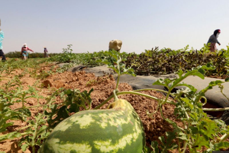 Carte de la province de Tata avec des symboles représentant la sécheresse et la culture de pastèques.