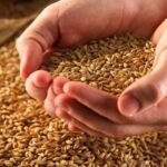 صورة لحقول قمح ذهبية مع رسوم بيانية تظهر تراجع الأسعار في الخلفية