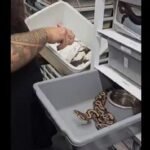 رجل يطعم ثعبانًا سامًا بحذر شديد باستخدام أدوات خاصة في بيئة محكمة.