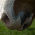 حصان يتفاعل مع رائحة بشرية في سياق دراسة علمية