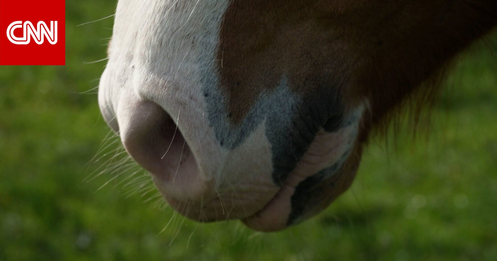 حصان يتفاعل مع رائحة بشرية في سياق دراسة علمية