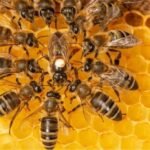 صورة لخلايا نحل في بيئة طبيعية خضراء ترمز إلى التنمية المستدامة