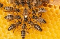 صورة لخلايا نحل في بيئة طبيعية خضراء ترمز إلى التنمية المستدامة