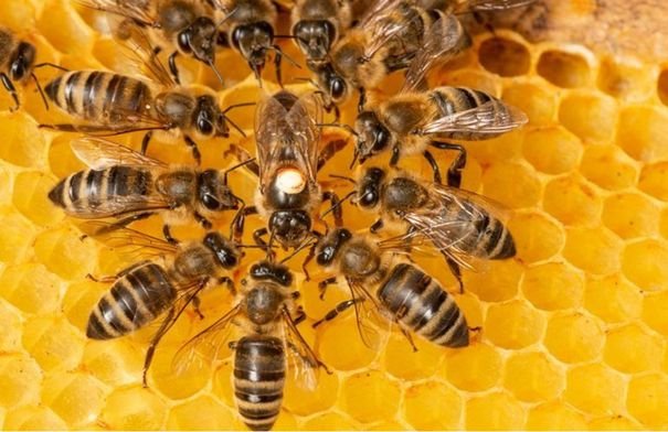 مشروع "بلان بي" ينطلق في عمان: تعزيز اقتصاد النحل المستدام ودفع عجلة التنمية الريفية في حوض المتوسط 9 صورة لخلايا نحل في بيئة طبيعية خضراء ترمز إلى التنمية المستدامة