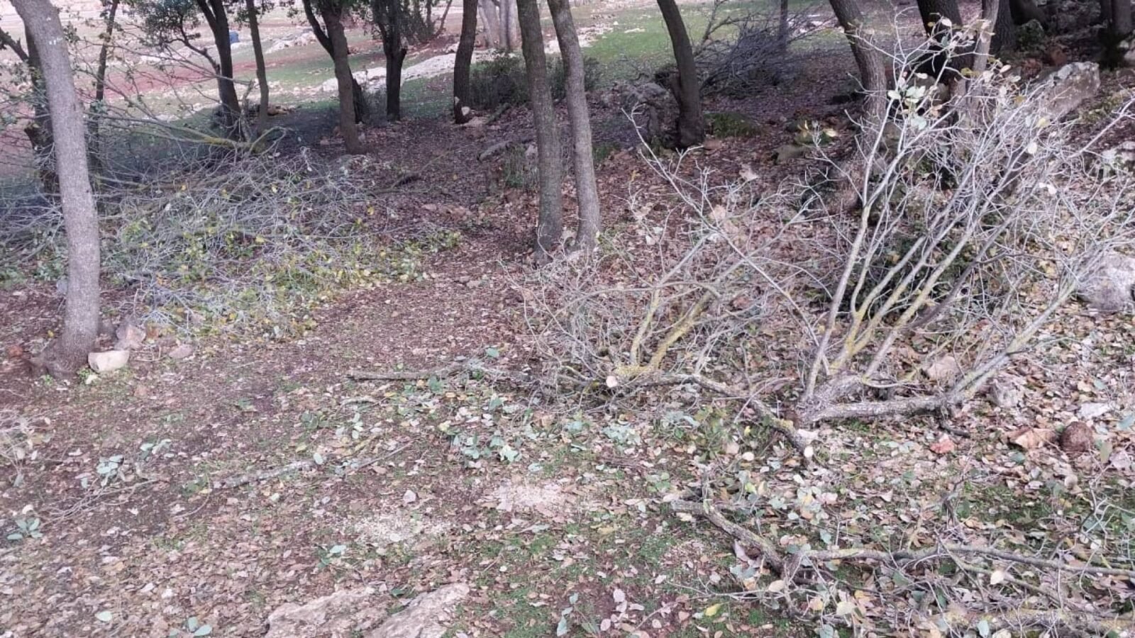 جذوع أشجار مقطوعة في غابات عجلون الأردنية بعد اعتداءات التحطيب غير المشروع