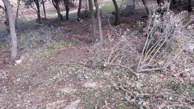جذوع أشجار مقطوعة في غابات عجلون الأردنية بعد اعتداءات التحطيب غير المشروع