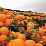 مزارع حوامض مغربية مع ثمار البرتقال واليوسفي، ترمز لانتعاش القطاع بفضل تقنيات الري الحديثة والتكيف المناخي.