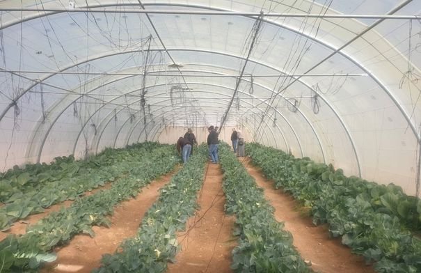 أراضٍ زراعية خصبة في الطفيلة تستفيد من مياه الأمطار الغزيرة