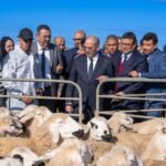 وزير الفلاحة يشرف على إطلاق مشاريع تنموية لتربية الماشية والزراعة الغابوية في إقليم الرحامنة.